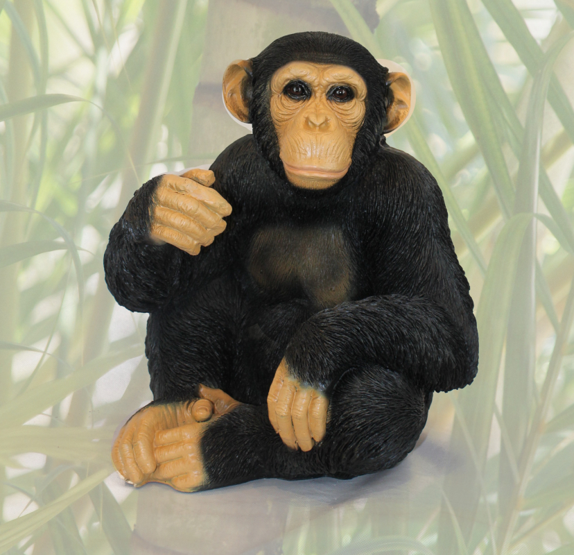 Schimpanse, sitzend